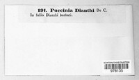Puccinia dianthi image